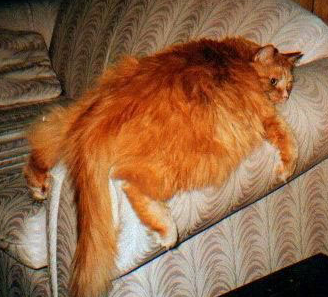 Garfield: In The Flesh